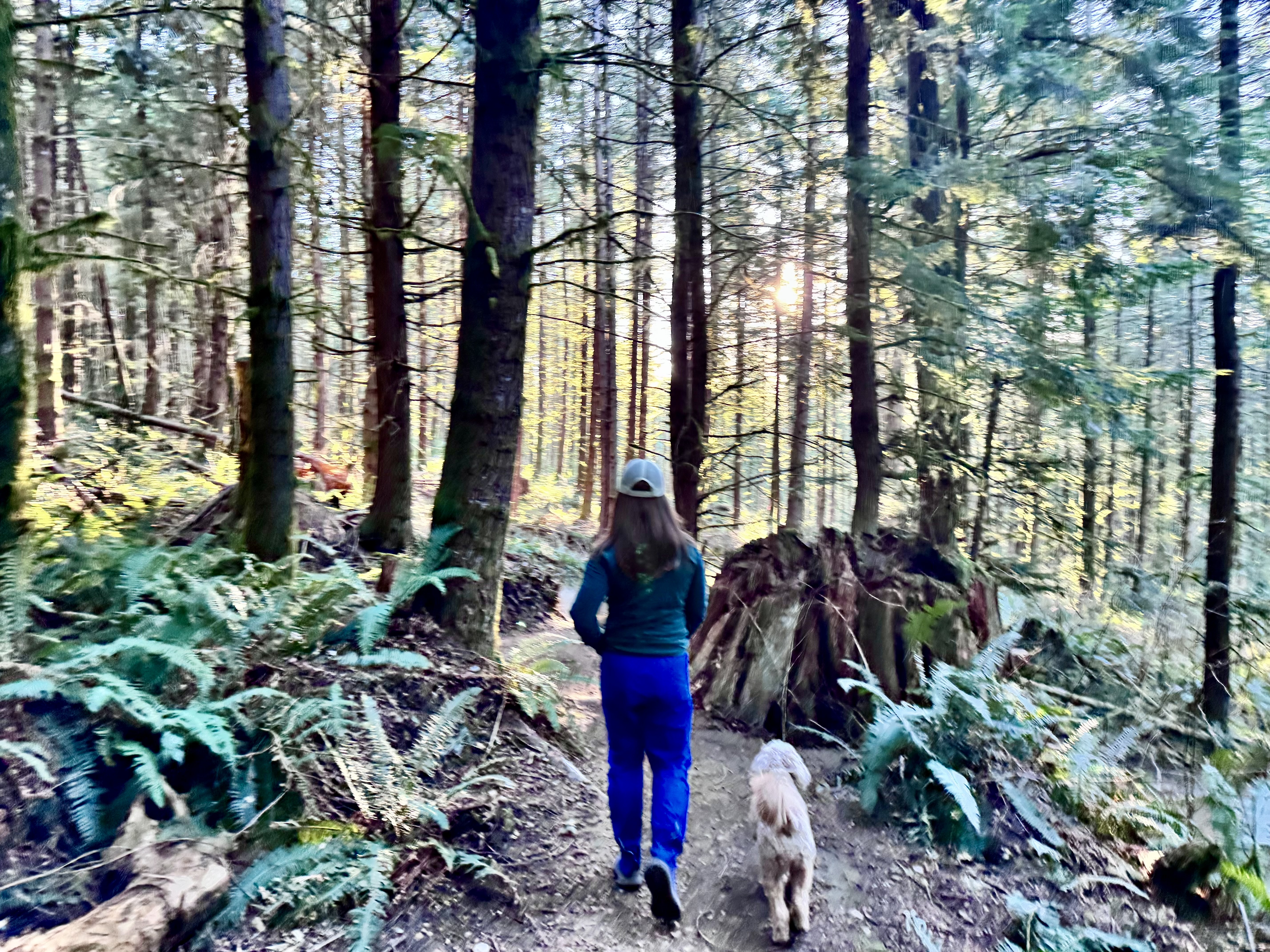 Woman and golden doodle walking through misty forest in morning light